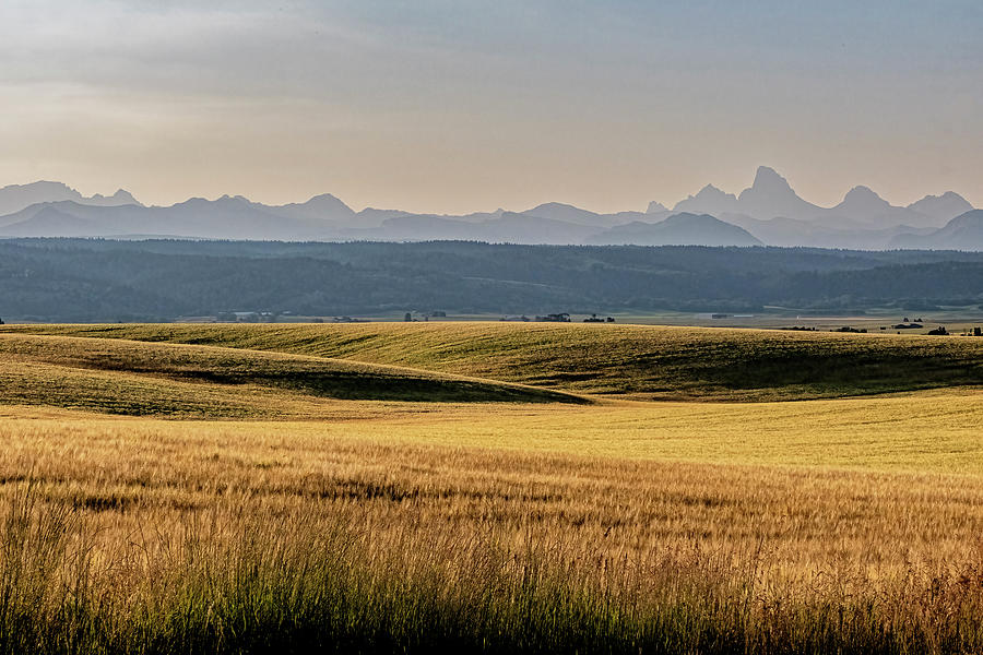 Field And Tetons Photograph by Tom Singleton