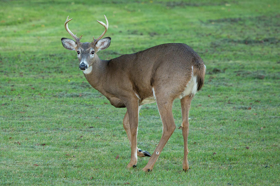 Field Buck Whitetail Photograph by Darrell Hutto - Pixels