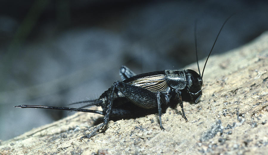 FIELD CRICKET (Gryllus pennsylvanicus) Female with a long OVIPOSITOR for laying eggs deep into the soil. Photograph by Ed Reschke