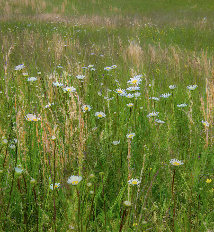 Field Daisies in Springtime Photograph by Marcy Wielfaert