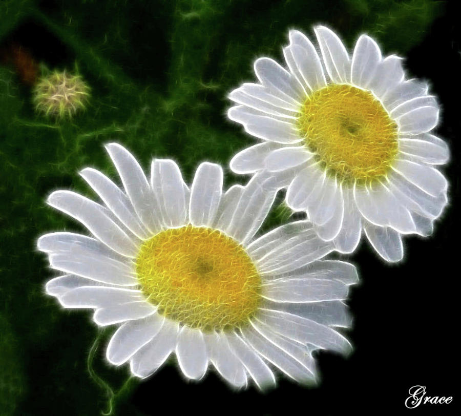 Flowers Still Life Photograph - Field Daisies by Julie Grace