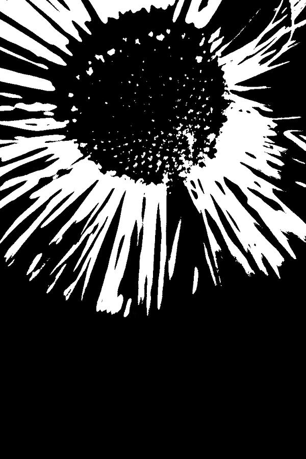 Abstract Photograph - Field Daisy In Black And White by Holly Morris Abstract Photograph - Field Daisy In Black And White by Holly Morris