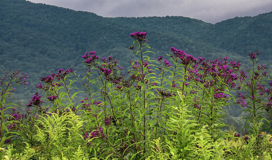 Field Flowers of Late Summer, Cades Cove Photograph by Marcy Wielfaert