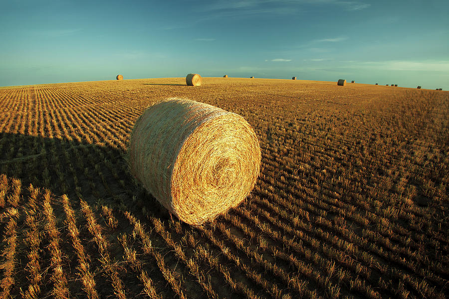 Field Full of Bales Photograph by Todd Klassy