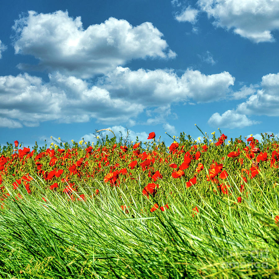 Poppy Photograph - Field full of beautiful, red Common poppy flowers gleaming under the cloudy sky by Bernard Jaubert
