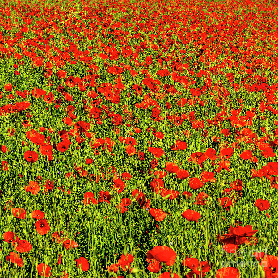 Poppy Photograph - Field full of beautiful, red Common poppy flowers gleaming under the sun by Bernard Jaubert