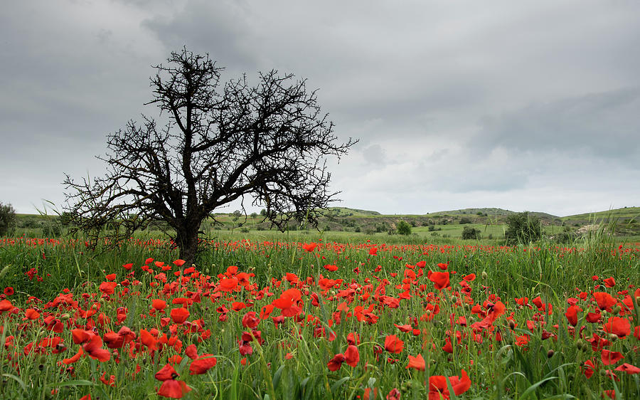 Field Full Of Red Beautiful Poppy Anemone Flowers And A Lonely Dry Tree. Spring Time, Spring Landscape Cyprus. Photograph
