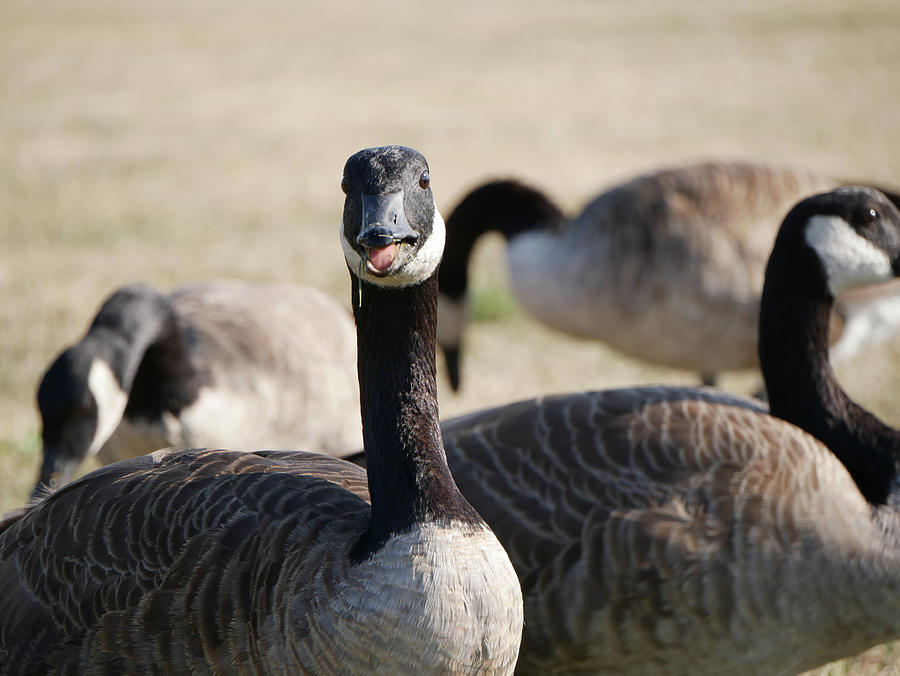 Field Geese Photograph by Elijah Bryer | Fine Art America