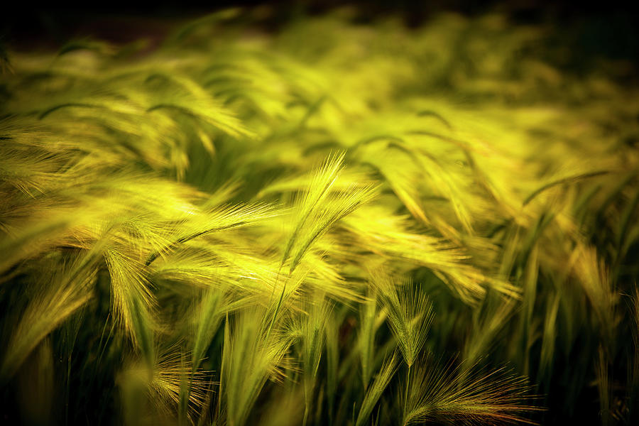Field Grass in Utah Photograph by Mark Peavy