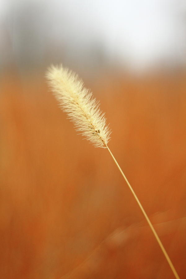 Field Grass Photograph by Lens Art Photography By Larry Trager