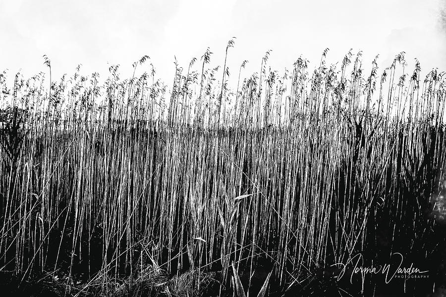 Field Grass Photograph by Norma Warden