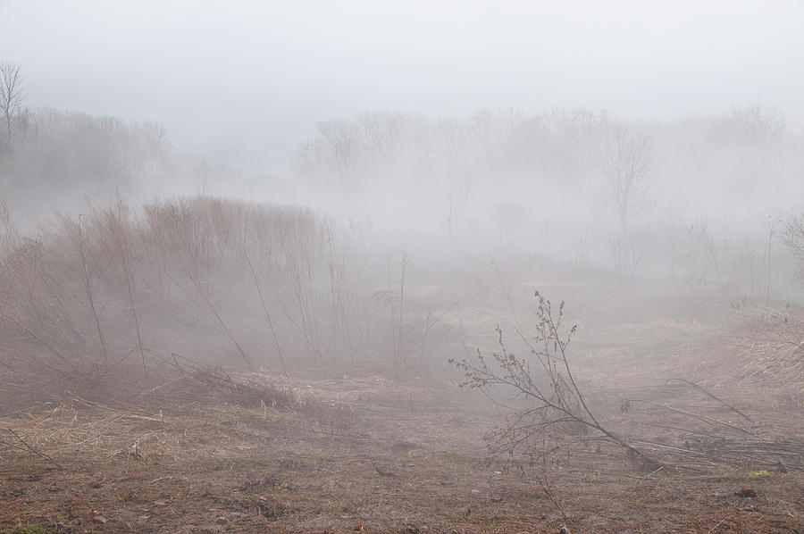 Field in the fog by Lieve Snellings Field in the fog by Lieve Snellings