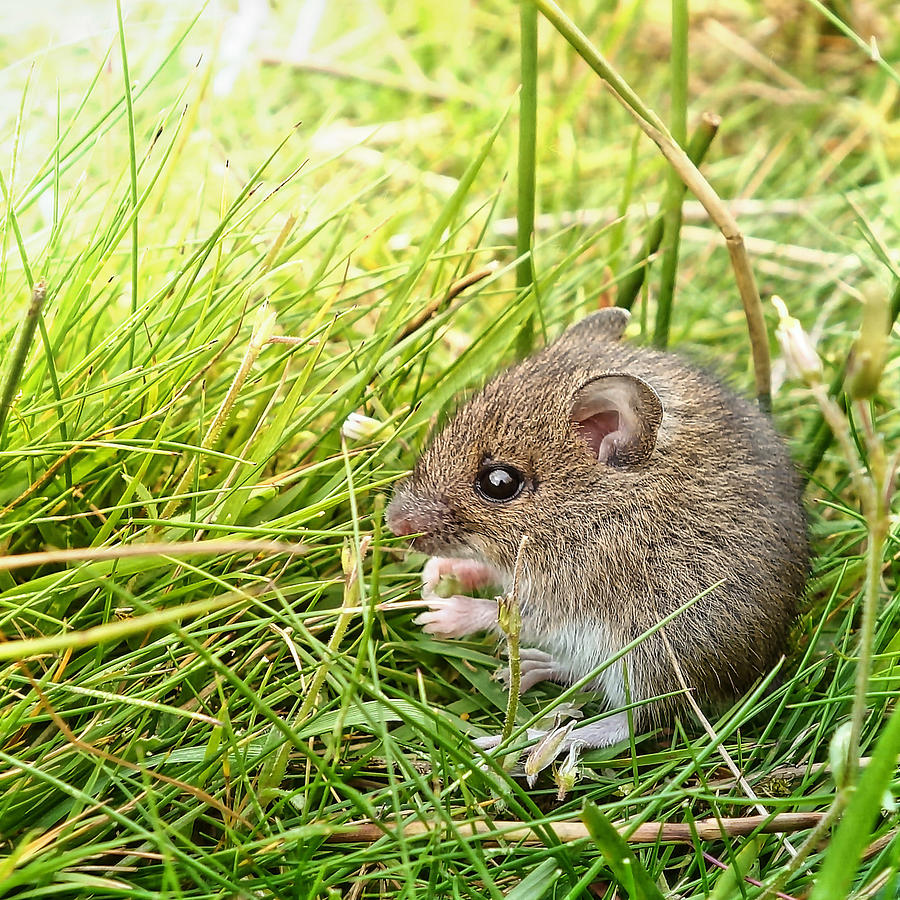 Field mouse feeding in grass Photograph by Peter Mulligan