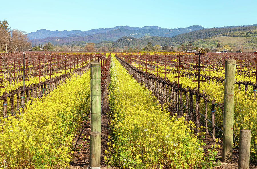 Field Mustard And Grapevines Photograph by Jonathan Nguyen