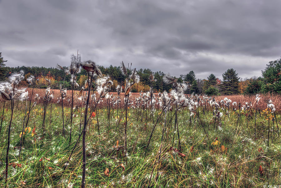 Field of Autumn Photograph by Richard Bean