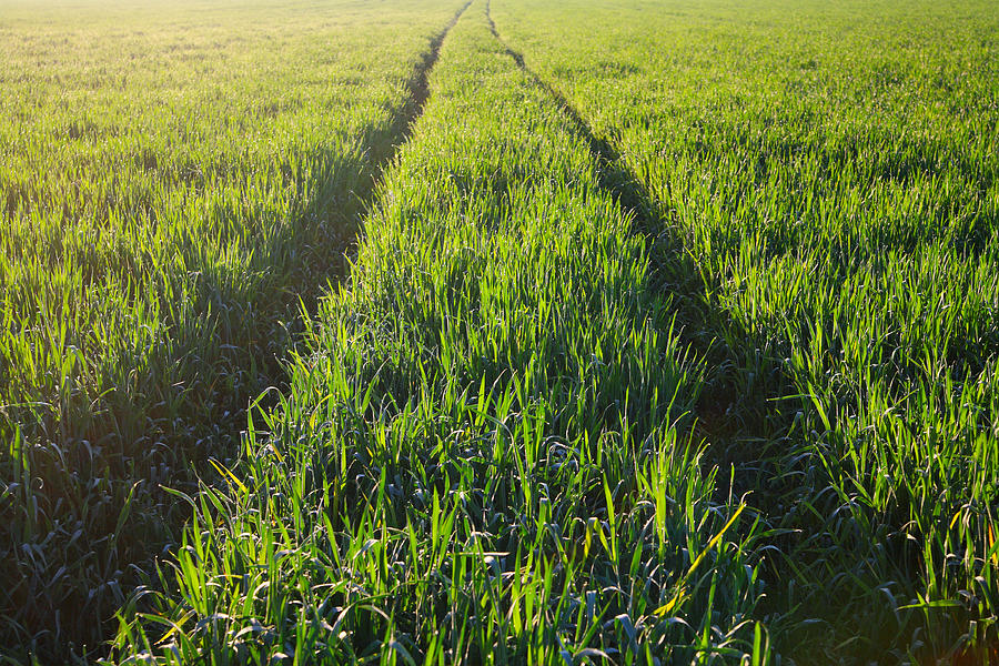 Field of barley Photograph by Alleksander