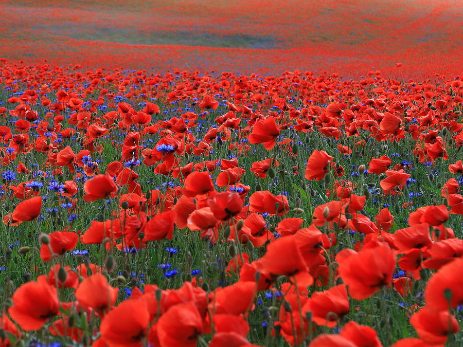 Field of Beautiful Red Poppies Photograph by Kathrin Poersch