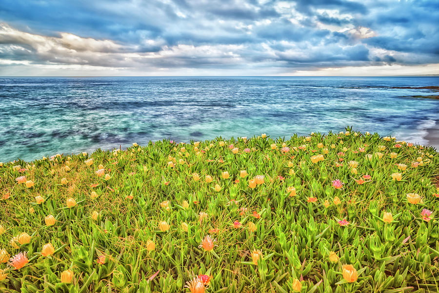 Field Of Flowers La Jolla Coast Photograph by Joseph S Giacalone