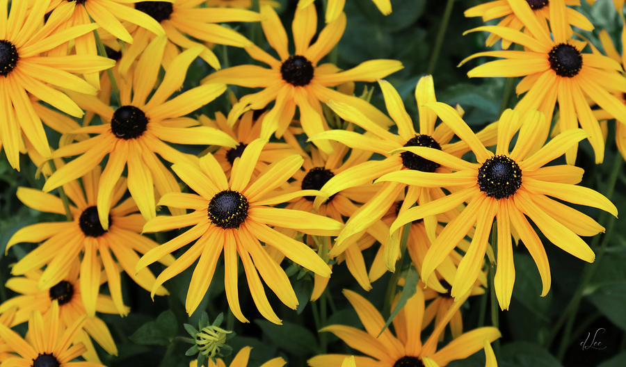 Flower Photograph - Field of Black-Eyed Susans by D Lee