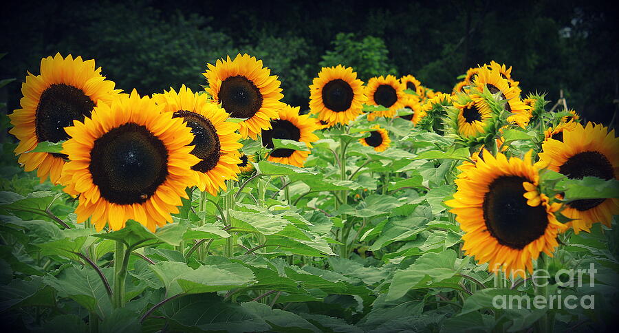 Field of Blooming Sunflowers Photograph by Dora Sofia Caputo