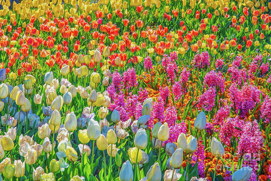 Tulip Photograph - Field Of Blooms by Jennifer Jenson