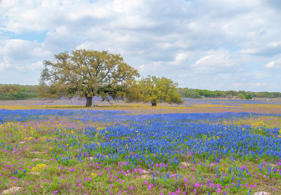 Field of Blue Bonnets Photograph by Prinz Erik - Fine Art America