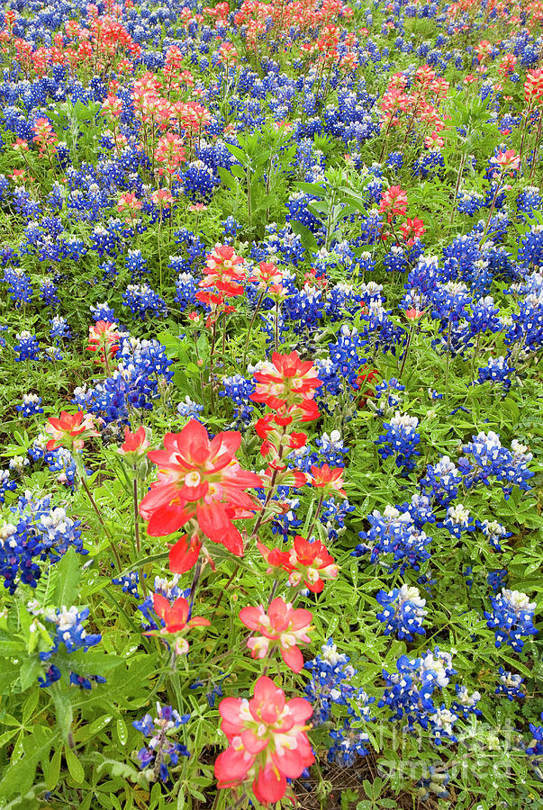 Field Of Bluebonnets And Indian Paintbrush Texas Hill Country Photograph by Dave Welling