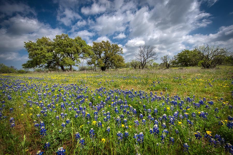 Field of Bluebonnets Photograph by Chris Atwell - Fine Art America