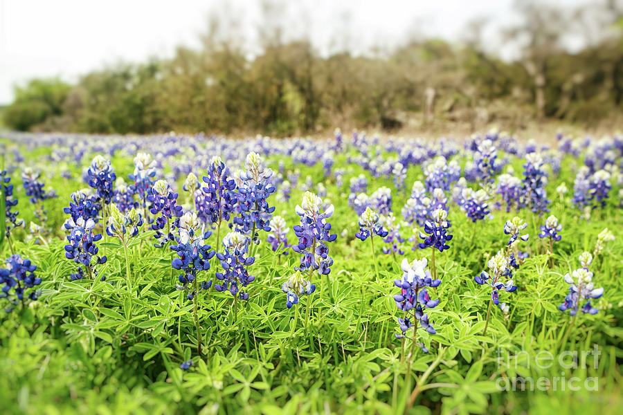 Spring Photograph - Field of Bluebonnets Fredricksburg Texas by Scott Pellegrin