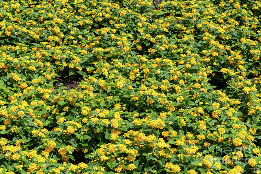 Field of Bright Yellow Lantana Flowers in Full Bloom Photograph by UA-Visions Field of Bright Yellow Lantana Flowers in Full Bloom Photograph by UA-Visions