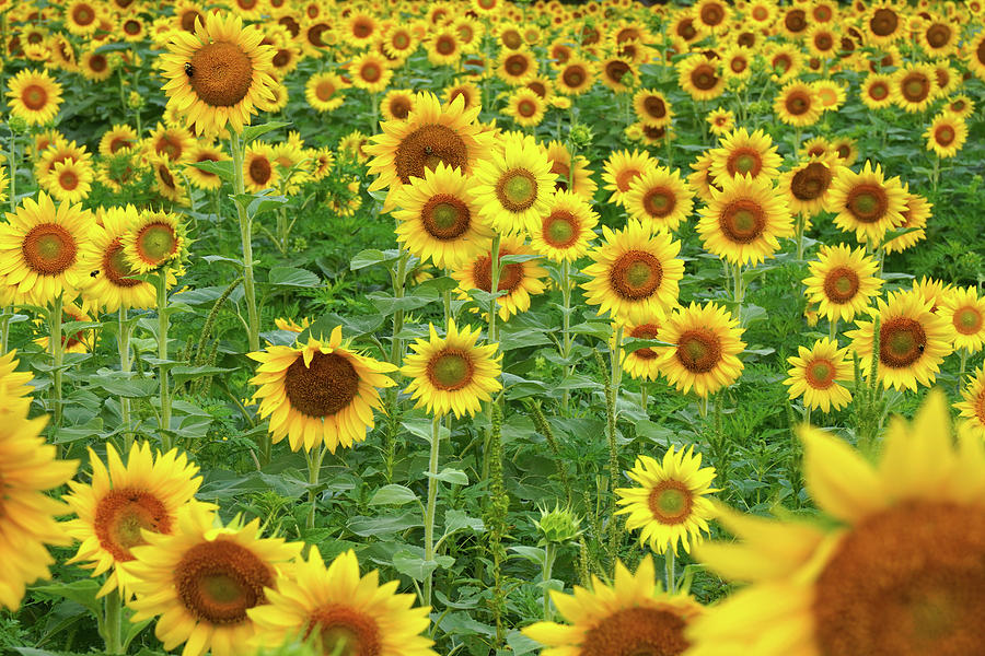 Field of bright yellow sunflowers Photograph by Paul Hamilton - Fine ...