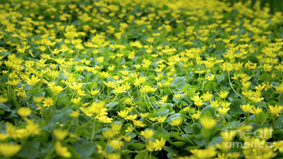 Field of Buttercup Flowers Photograph by Craig Shaknis