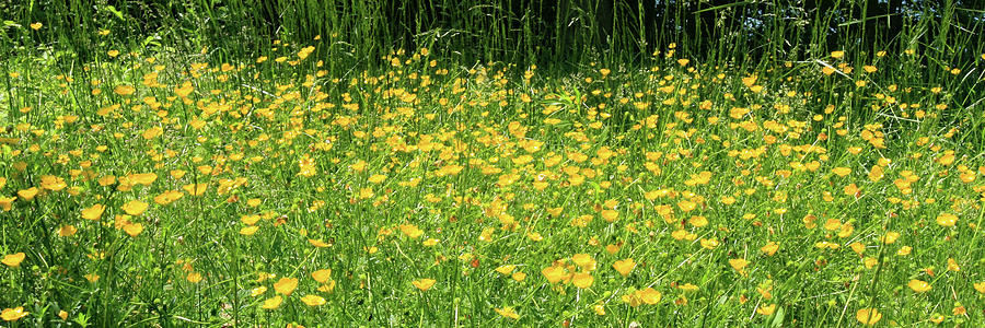 Field of Buttercups, Smith Mountain Lake, Virginia Photograph by The James Roney Collection