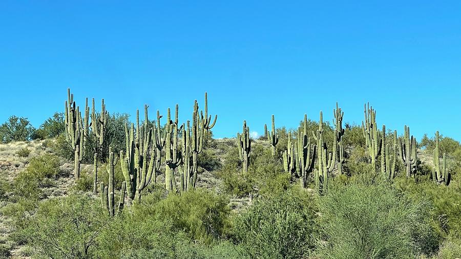 Field of Cactus in Arizona Photograph by Beverly Read