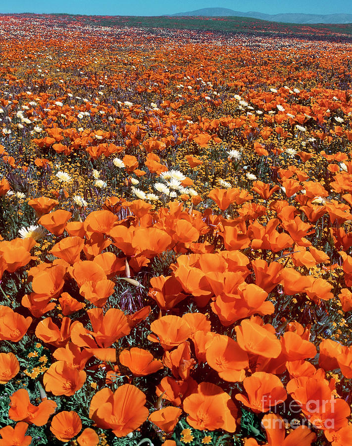Field Of California Poppies Desert Dandelions California Photograph by Dave Welling