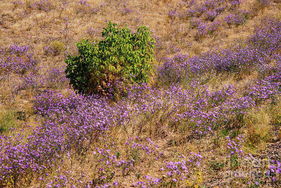 Field of Autumn Asters Photograph by Bob Phillips