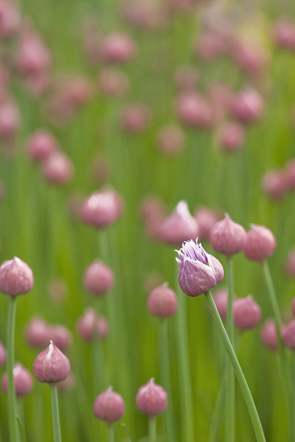 Field of chives Photograph by Deb Casso