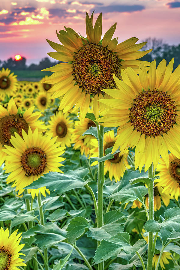 Field Of Colorful Sunflowers At Sunset - Lawrence Kansas Photograph by ...