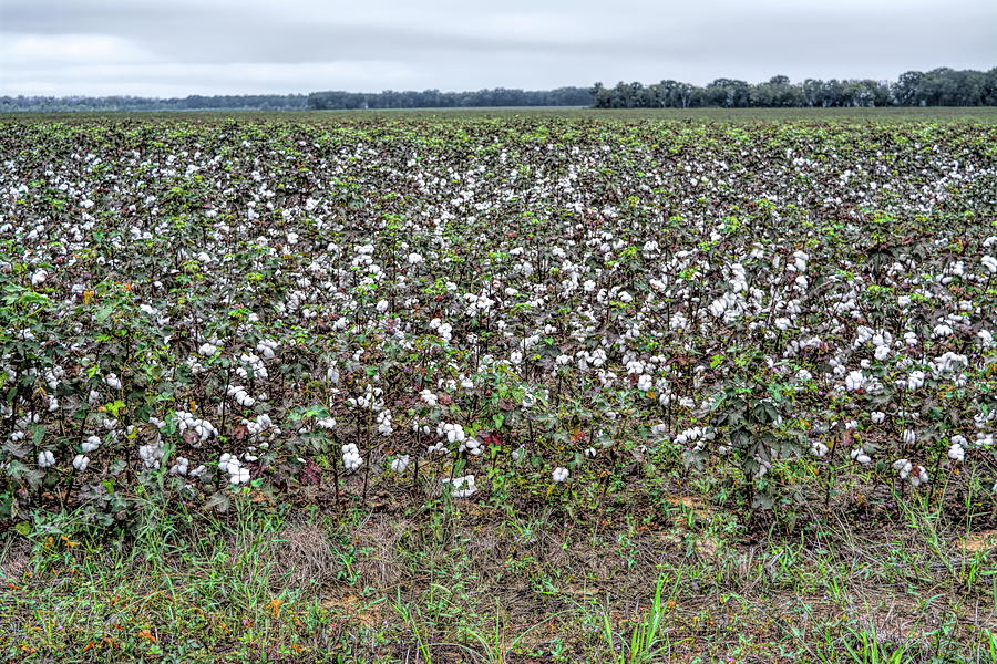 Field Of Cotton Photograph by Aimee L Maher ALM GALLERY
