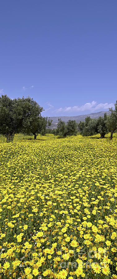 Field of crown daisies and olive trees Photograph by George Atsametakis