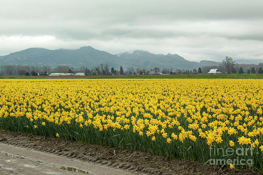 Field Of Daffodil Photograph by Ivete Basso Photography