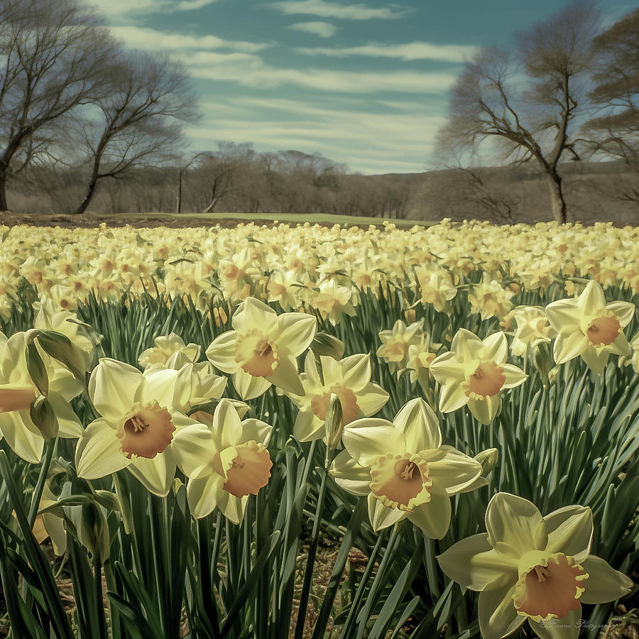 Field Of Daffodils  Photograph by Debra Forand