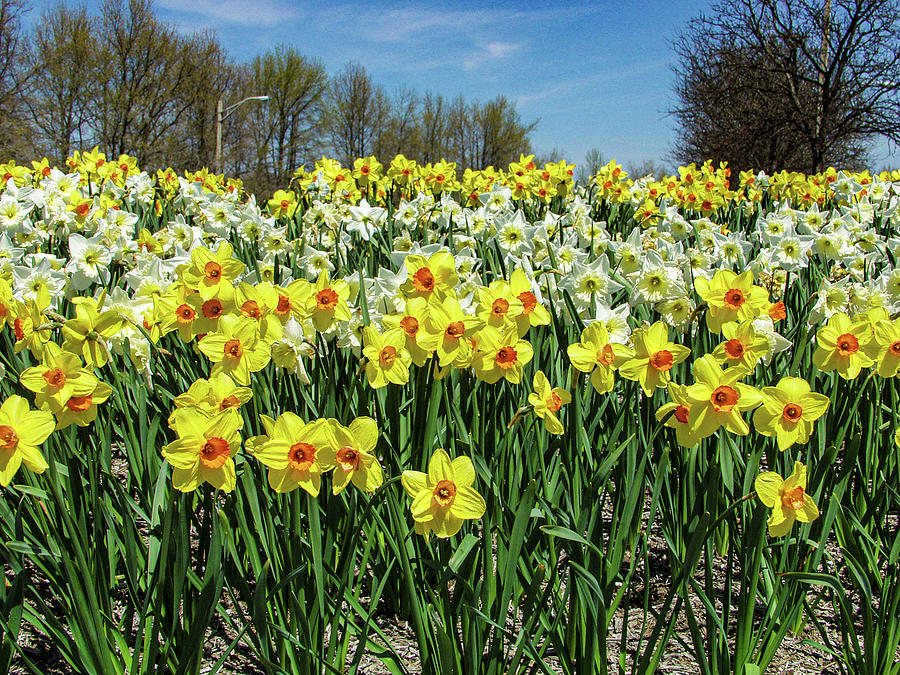 Field of Daffodils flowers Photograph by Louis Dallara