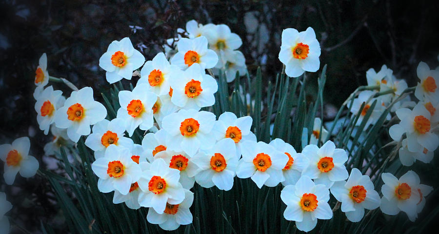 Field of Daffodils Photograph by Robert Banach