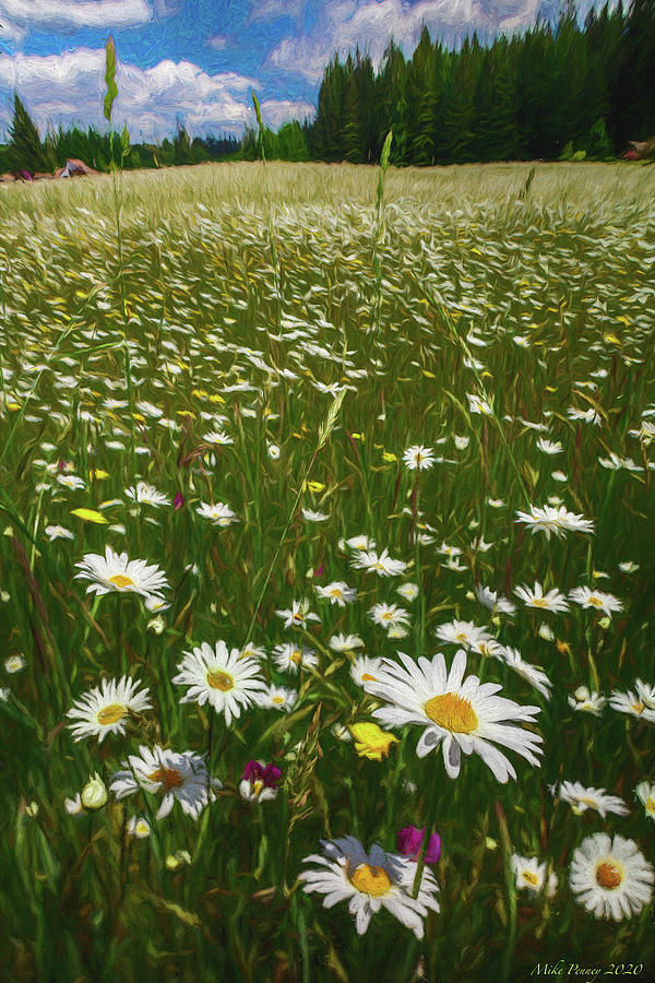 Field Of Daisies 010 Photograph