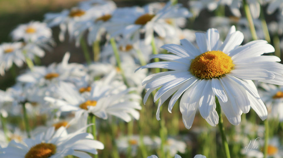 Daisy Photograph - Field of Daisies 1 by D Lee