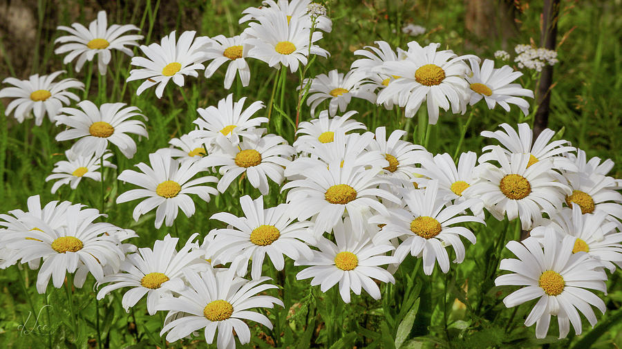 Daisy Photograph - Field of Daisies 2 by D Lee