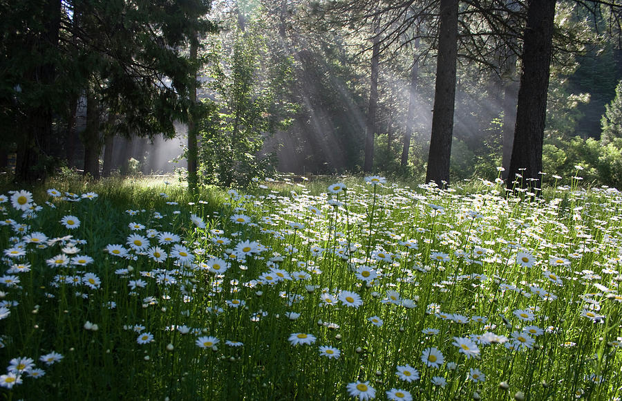 Field of Daisies Photograph by Beverly Read
