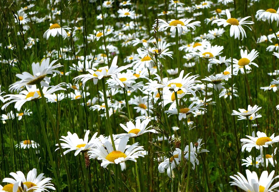 Field of Daisies Photograph by Lynn Hunt