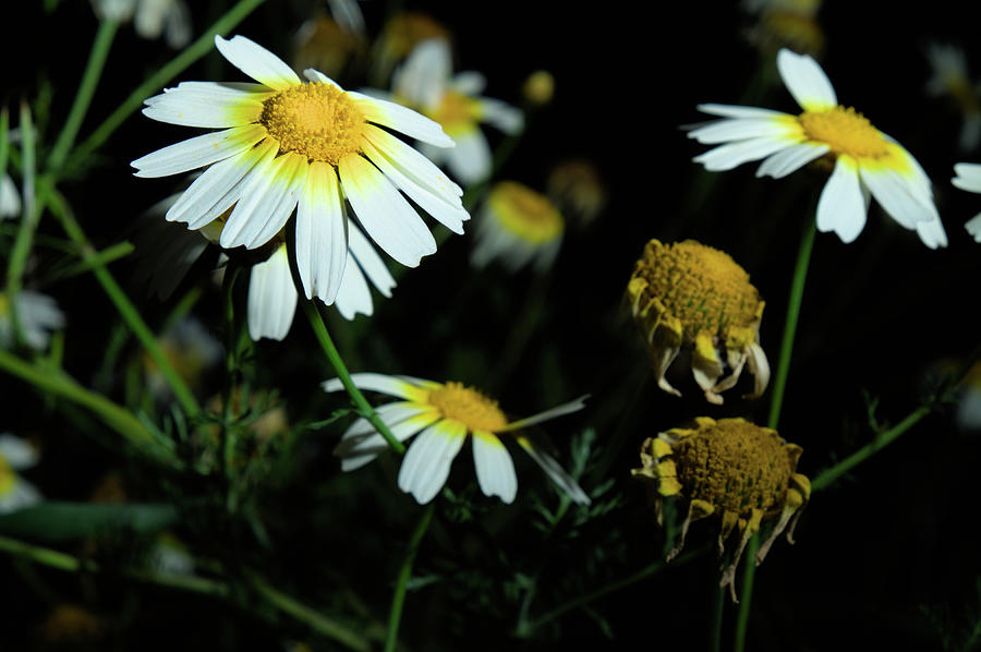 Field of Daisies scene Photograph by Angelo DeVal